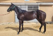 ���������� (DOCTOR FIGHTER) ����