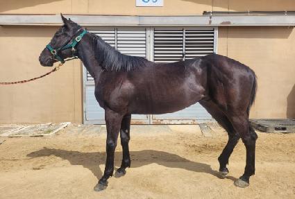 ���������� ����