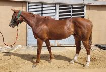 ���ͺ��� (DOCTOR BROWN) ����