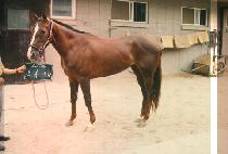 �ʷϹٶ� (CHO ROCK BA RAM) ����