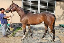 ������Ʈ (SAENAE HIT) ����