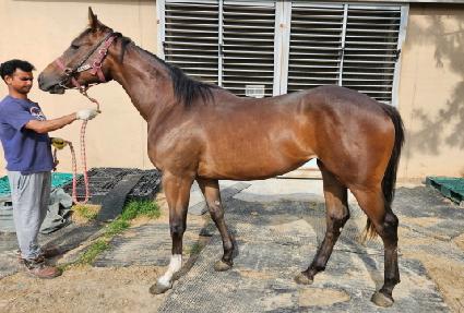 ������Ʈ ����