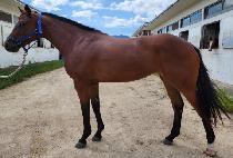 ��Ʈ�� (JET SUN) ����