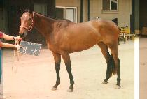 ȶ�� (HWAET BUL) ����