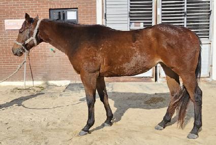 ���̿����� ����