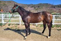 �������� (BEOLMA BROWN) ����