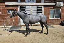 ��������� (SUCCESS GOLD) ����