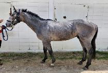 û��巡�� (CHEONGDAM DRAGON) ����