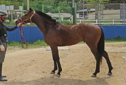 ��Ʈ��巡�� ����