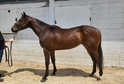 �����巡�� ����