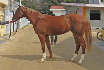 ����Ƽ¯ (MIGHTY JJANG) ����