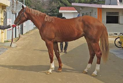 ����Ƽ¯ ����