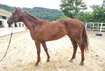 ��ī�̷�ȣ (SKY ROJO) ����