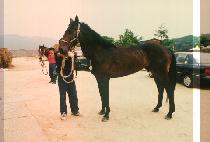 ������� (BEE BOP JEUN SU) ����