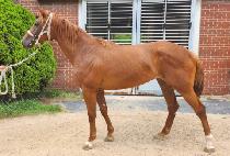 ���ǳʽ� (LUPINUS) ����