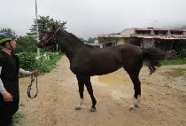 ������� (THE SUN BISANG) ����