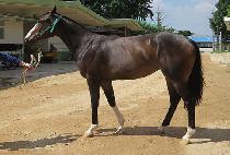 ���ʹ�è�� (STUNNING CHAMP) ����