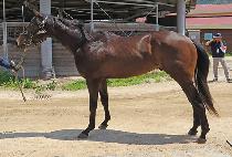 �������� (SFORZA) ����