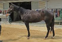 ��Űŷ�� (ROCKY KINGDOM) ����