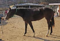 ��Ű�ϴ� (LUCKY HANUL) ����