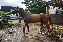 ���̸�ε� (HI MELODY) ����