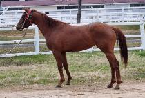 �н�Ʈ�� (FAST QUEEN) ����