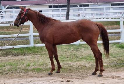 �н�Ʈ�� ����