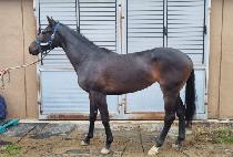 �ӽ�Ŷ�� (MUSKET GIRL) ����