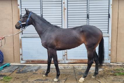 �ӽ�Ŷ�� ����