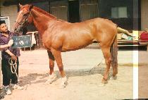 ����� (MYO YANG DAE) ����