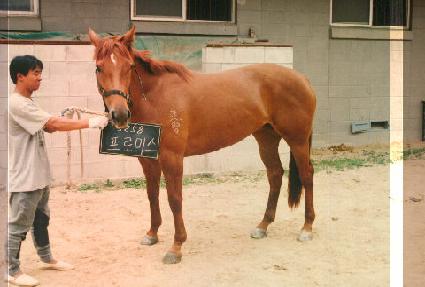 ���ι̽� ����