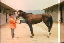 ��ī�� (ALCARO) ����