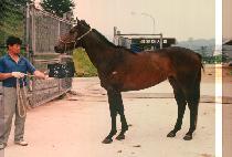 ��� (JANG DAM) ����