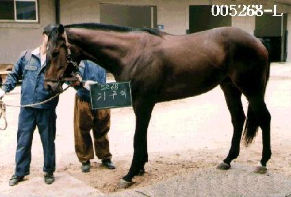 ������ ����