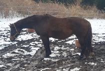 ���� (SANDY BELLE) ����