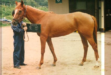 ��ŷ ����