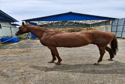 �̽�ƽ������ ����