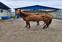 ������ (QUICKPAY) ����