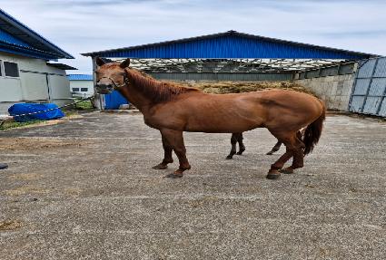 ������ ����