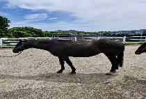 ���̿��� (FAYETTE QUEEN) ����