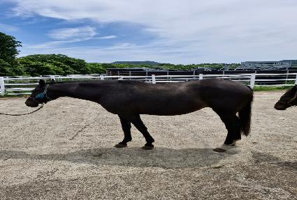 ���̿��� ����