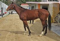 õ��ȣ���� (CHEONDUNG HORANGI) ����