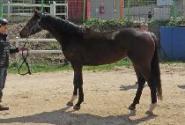 ���ø�Ʈ�帲 (COMPLETE DREAM) ����