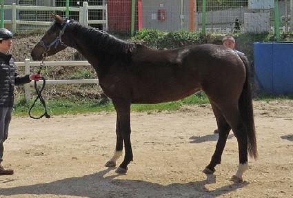 ���ø�Ʈ�帲 ����