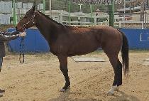 �������� (NONSTOP HILL) ����