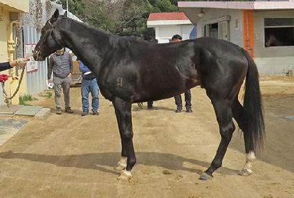 �÷� ����