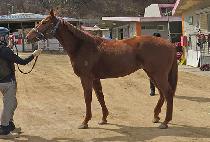 �����̸� (THUNDER MIR) ����