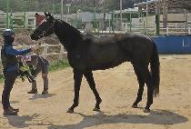 ���۱�Ȳ (SUPER GUNHWANG) ����