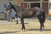 ���̽����� (ACE GUNJU) ����