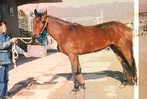 ��Ÿ�� (STAR ONE) ����